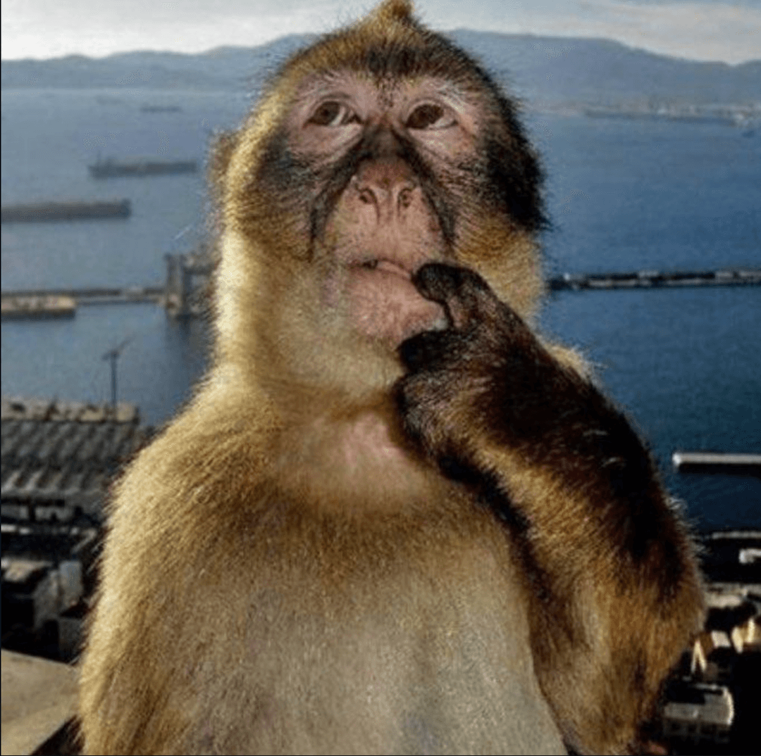 Monkey Meme Classifier preview